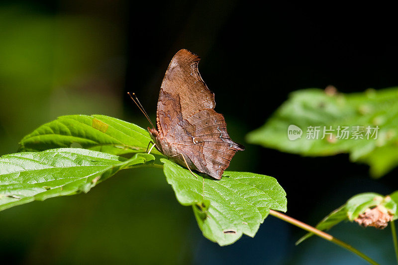 问号蝴蝶(Polygonia querationis)